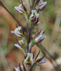 Prasophyllum anticum