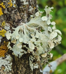 Ramalina sinensis