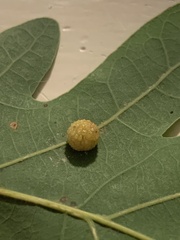 Acraspis pezomachoides