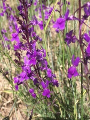 Linaria elegans