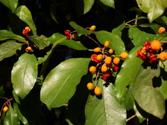 Pittosporum ferrugineum