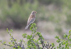 Linaria flavirostris