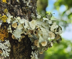 Ramalina sinensis