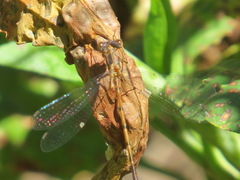 Lestidae