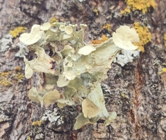 Ramalina sinensis