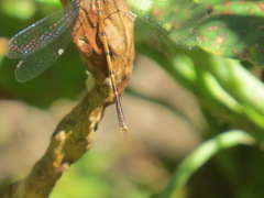 Lestidae