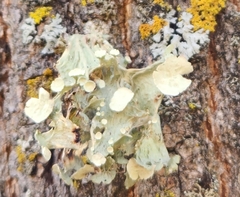 Ramalina sinensis