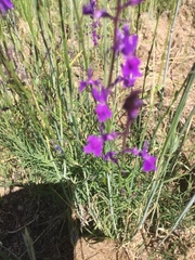 Linaria elegans