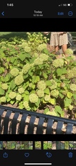 Hydrangea arborescens