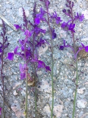 Linaria elegans