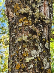 Ramalina sinensis
