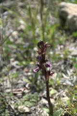 Anacamptis collina