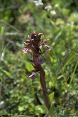 Anacamptis collina
