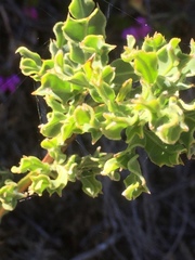 Genista tridentata