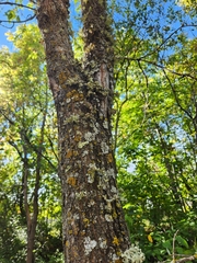 Ramalina sinensis