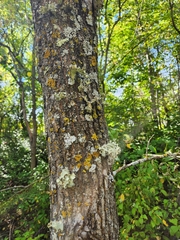 Ramalina sinensis