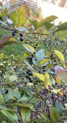 Aronia