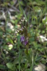 Anacamptis collina