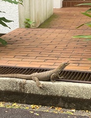Varanus nebulosus