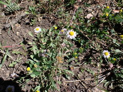 Erigeron divergens