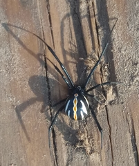 Latrodectus variolus