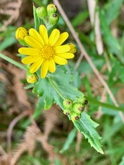 Senecio pinnatifolius