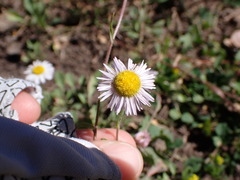 Erigeron divergens