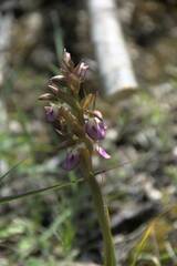 Anacamptis collina