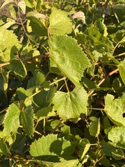 Vitis acerifolia