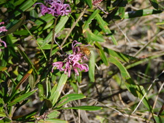 Grevillea sericea
