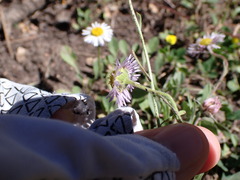 Erigeron divergens