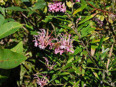 Grevillea sericea