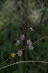 Anacamptis collina
