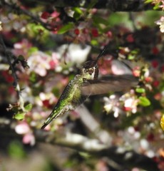 Calypte anna