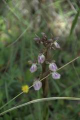 Anacamptis collina