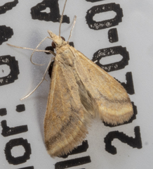 Microtheoris ophionalis