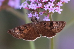 Erynnis tristis