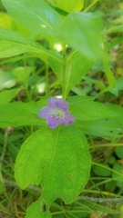 Ruellia strepens