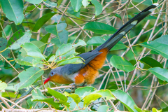 Zanclostomus javanicus