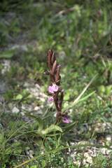 Anacamptis collina