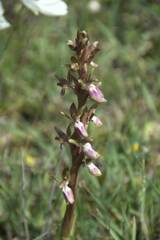 Anacamptis collina