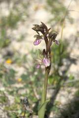 Anacamptis collina