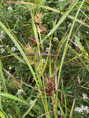 Carex lupulina