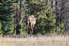 Cervus canadensis canadensis