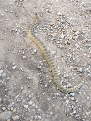 Crotalus scutulatus