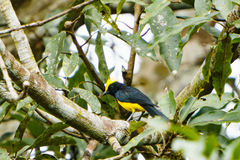 Melanochlora sultanea