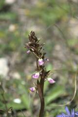 Anacamptis collina