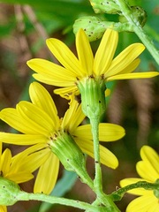 Senecio pinnatifolius