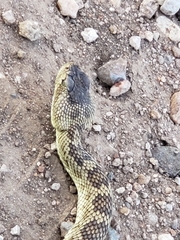 Crotalus scutulatus