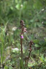 Anacamptis collina